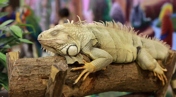 Una Iguana Posa Para Retrato — Foto de Stock