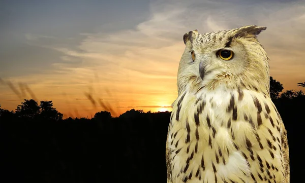 西西伯利亚鹰猫头鹰反对自然草花日落 — 图库照片
