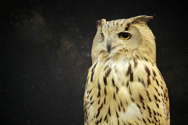西部西伯利亚老鹰猫头鹰反对宇宙空间银河星系与许多星在晚上 — 图库照片