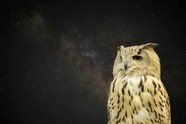 Western Siberian Eagle Owl against universe space milky way galaxy with many stars at night