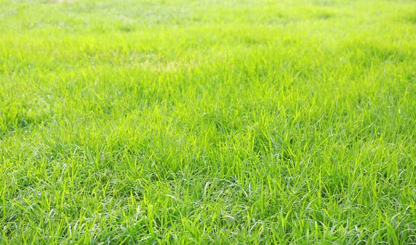 Groen Gras Zomertijd Zonlicht Toon — Stockfoto