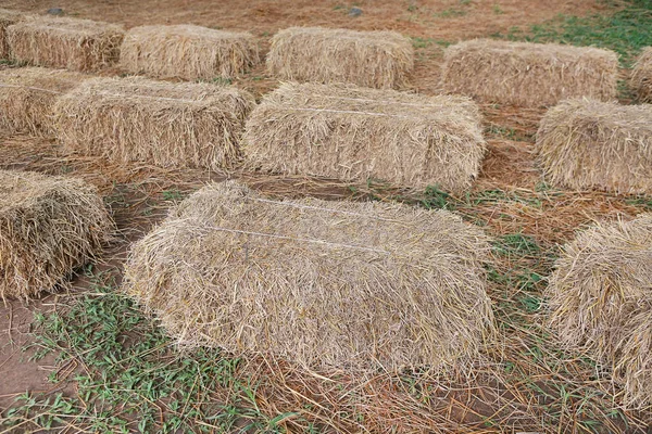 Hasır Koltuk Saman Saman Yapılan - Stok İmaj