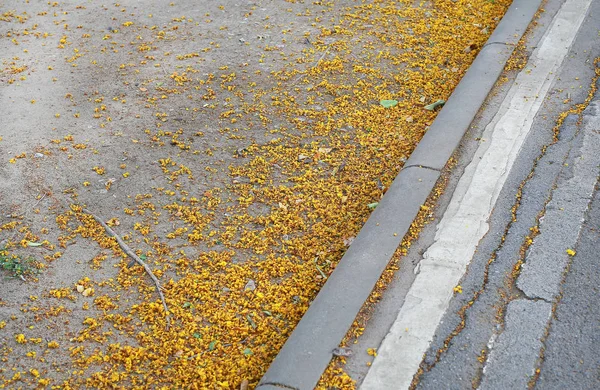 Pétalas Flores Amarelas Caídas Perto Rua Passarela — Fotografia de Stock