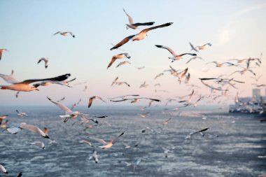 Gün batımında gökyüzünde uçan martılar..