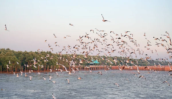 Imagem Paisagem Das Gaivotas Voando Céu Pôr Sol — Fotografia de Stock