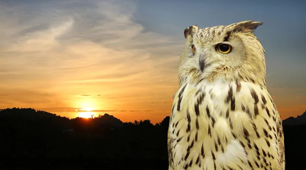 西西伯利亚鹰猫头鹰反对自然草花日落 — 图库照片