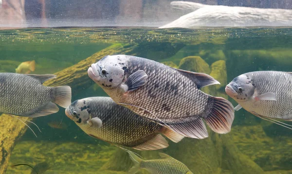 Giant Gourami Fish Osphronemus Goramy Swimming Pond — Stock Photo, Image