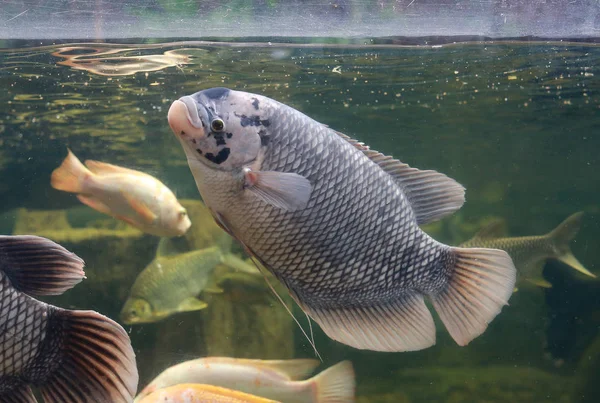 Jätte Gourami Fisk Osphronemus Goramy Simning Damm — Stockfoto