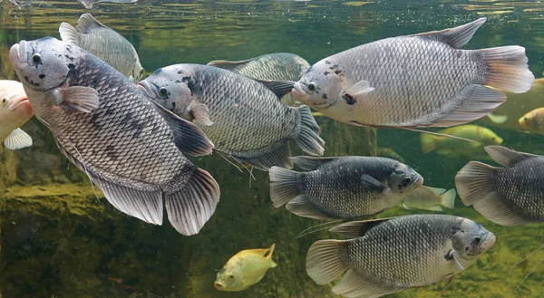 Pesce Gourami Gigante Osphronemus Goramy Che Nuota Uno Stagno — Foto Stock