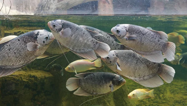 Giant Gourami Fish Osphronemus Goramy Swimming Pond — Stock Photo, Image