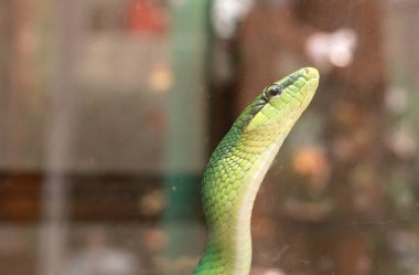Kırmızı kuyruklu Racer (Gonyosoma oxycephalum)