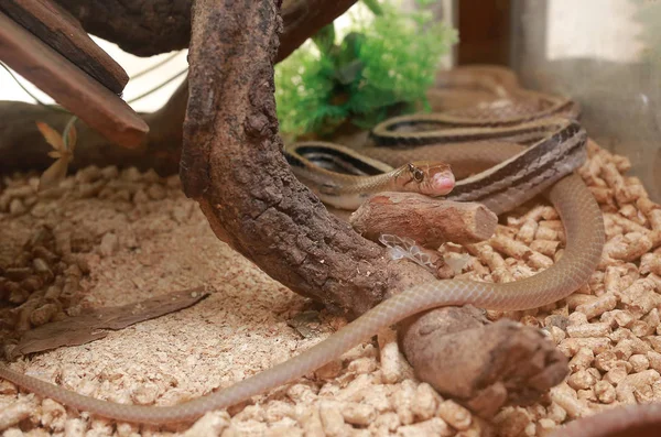 Cobre Cabeza Serpiente Racer —  Fotos de Stock