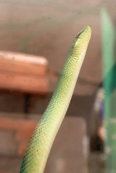 Corredor Cola Roja Gonyosoma Oxycephalum —  Fotos de Stock