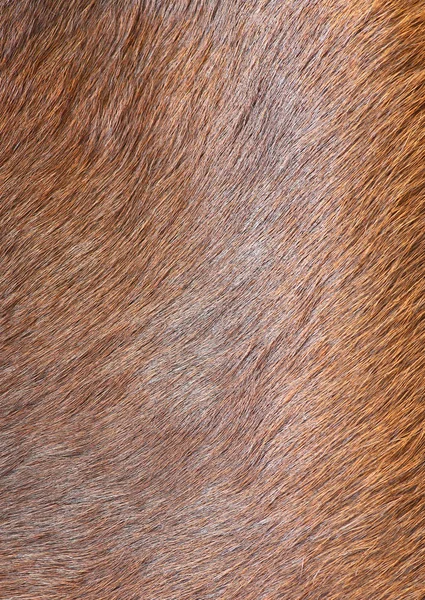 Detail Cow Fur — Stock Photo, Image