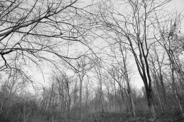 Kuru ağaç dalları ormandaki siyah ve beyaz