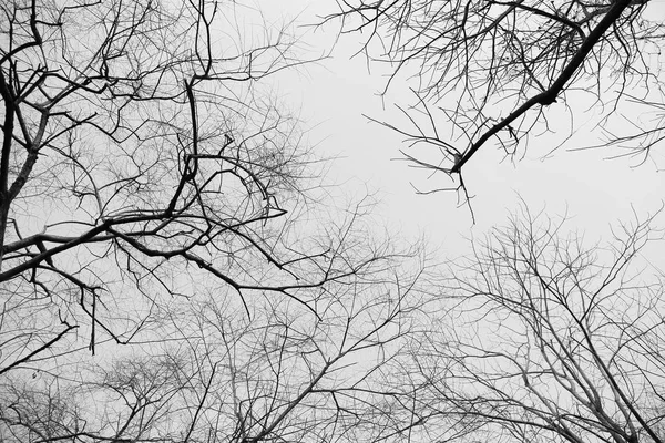 Ramas Árboles Secos Bosque Blanco Negro — Foto de Stock