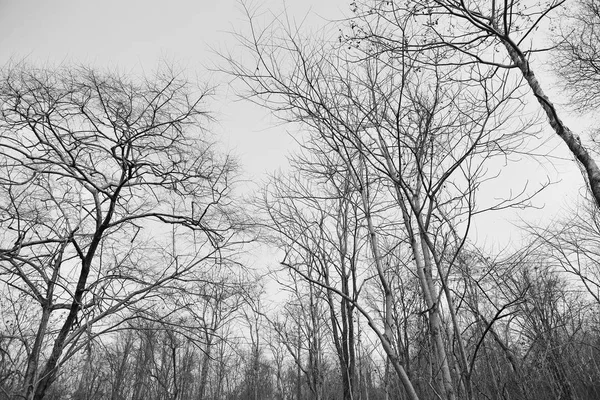 Trockene Äste Wald Schwarz Weiß — Stockfoto