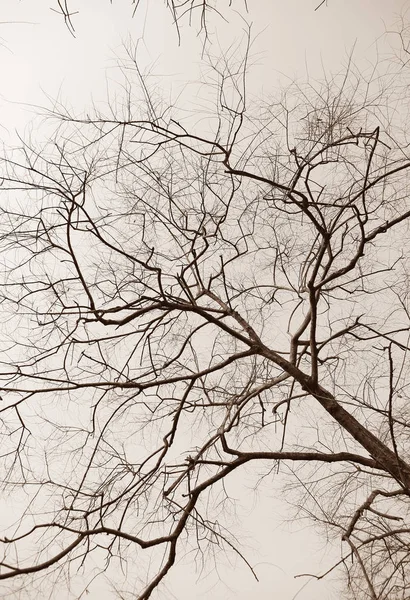 Сухие Ветви Дерева — стоковое фото