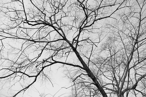 Ξηρά Κλαδιά Δέντρων Στο Δάσος Μαύρο Και Άσπρο — Φωτογραφία Αρχείου