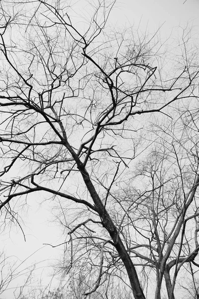 Branches Arbres Secs Dans Forêt Noir Blanc — Photo