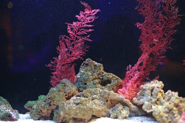 Alga ve mercan akvaryum su tankında