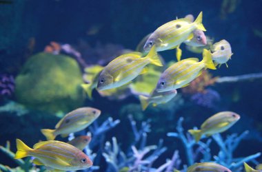 Bluestripe Snappers Balık Akvaryum.