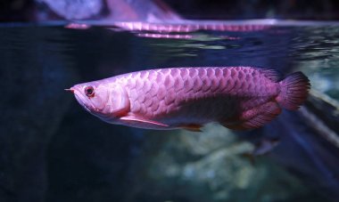 Arowana Akvaryum Balık