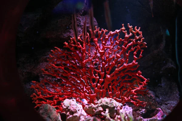 Corales Tanque Acuario — Foto de Stock