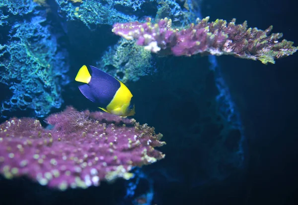 Bicolor Melek Balığı Centropyge Bicolor — Stok fotoğraf