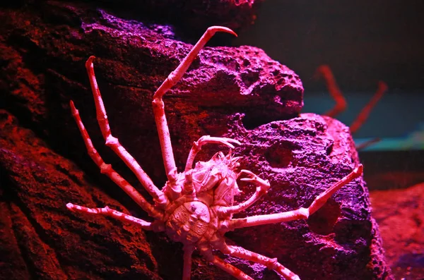 Гігантський Японський Краб Павука — стокове фото