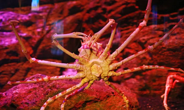 Dev Japon Örümcek Yengeci — Stok fotoğraf