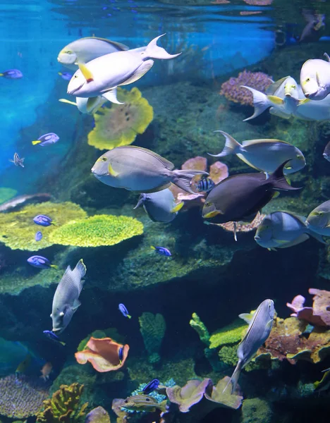 Koraller Och Fiskar Akvarium Tank — Stockfoto