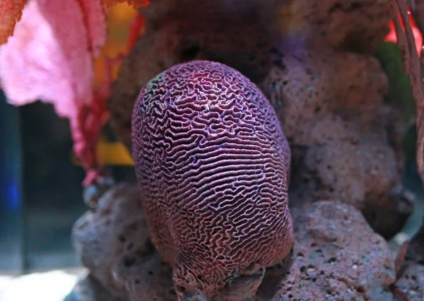Mercan Akvaryum Tankında — Stok fotoğraf