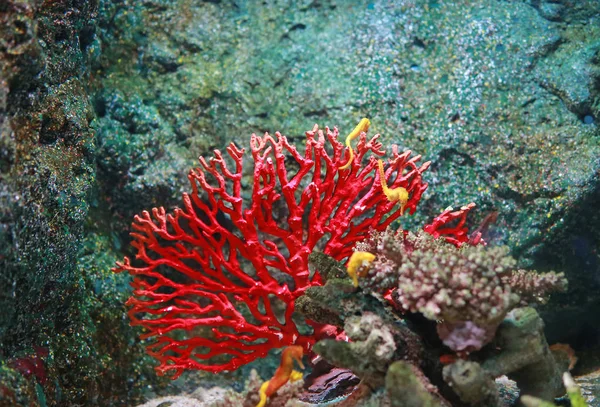 Кораллы Аквариуме — стоковое фото