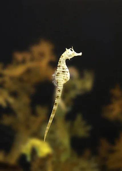 Ein Seepferdchen Hippocampus Schwimmt — Stockfoto
