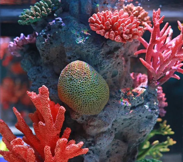 Corales Tanque Acuario — Foto de Stock