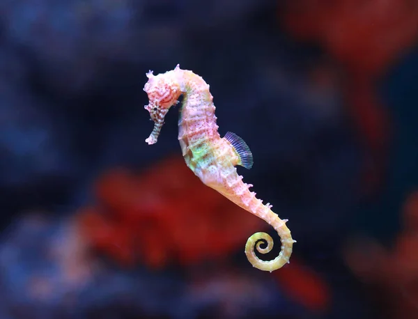 Ein Seepferdchen Hippocampus Schwimmt — Stockfoto