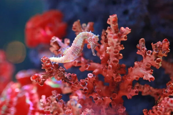 Cavalo Marinho Hippocampus Nadando — Fotografia de Stock