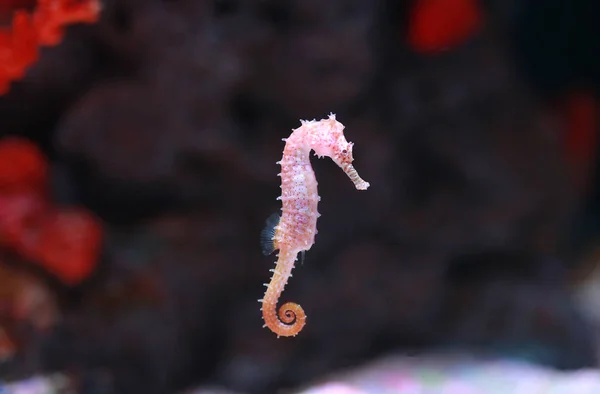 Ein Seepferdchen Hippocampus Schwimmt — Stockfoto