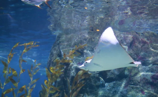 Stingray fishes swimming in the aquarium