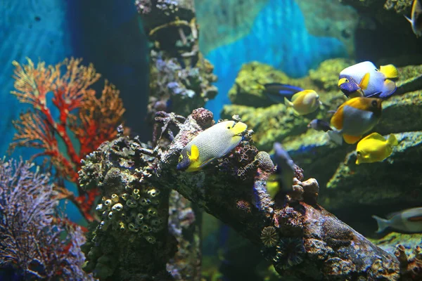 Coral Fishes Aquarium Tank — Stock Photo, Image