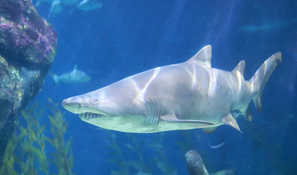 Белая Акула Водой — стоковое фото