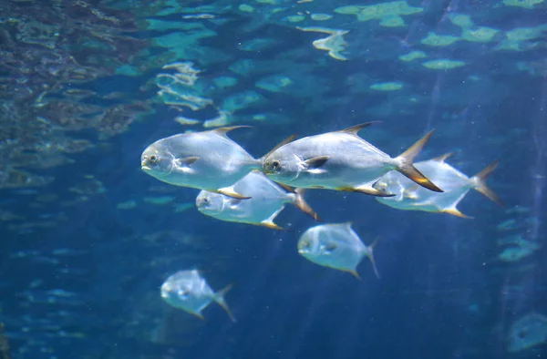 Peces Acuario Tanque — Foto de Stock