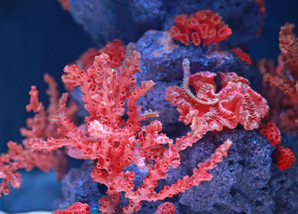 水族箱珊瑚 — 图库照片
