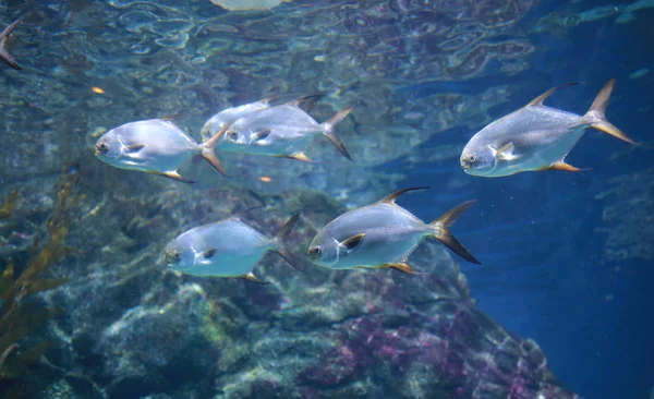 Peces Acuario Tanque — Foto de Stock