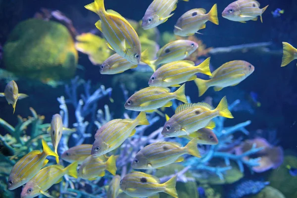 Fischschwärme Blaureife Schnapper — Stockfoto