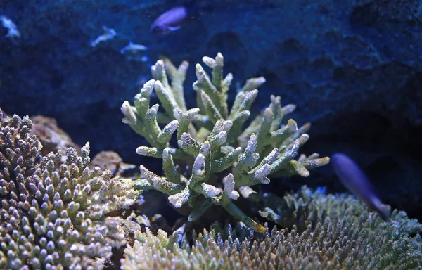 水槽のサンゴ — ストック写真