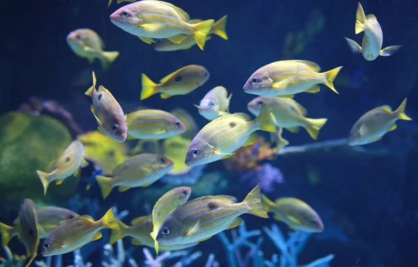 Blaureifer Schnapper Angelt Aquarium — Stockfoto