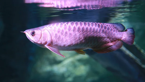 Arowana Fish Aquarium — Stock Photo, Image