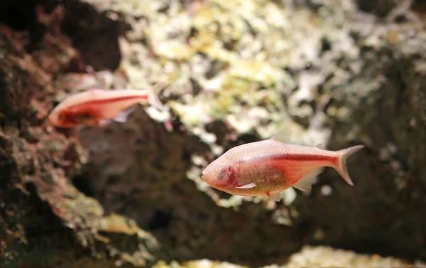 Kör Meksika Tetra Akvaryum Balık Mağara — Stok fotoğraf